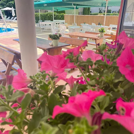 Mint Family 拉夫达